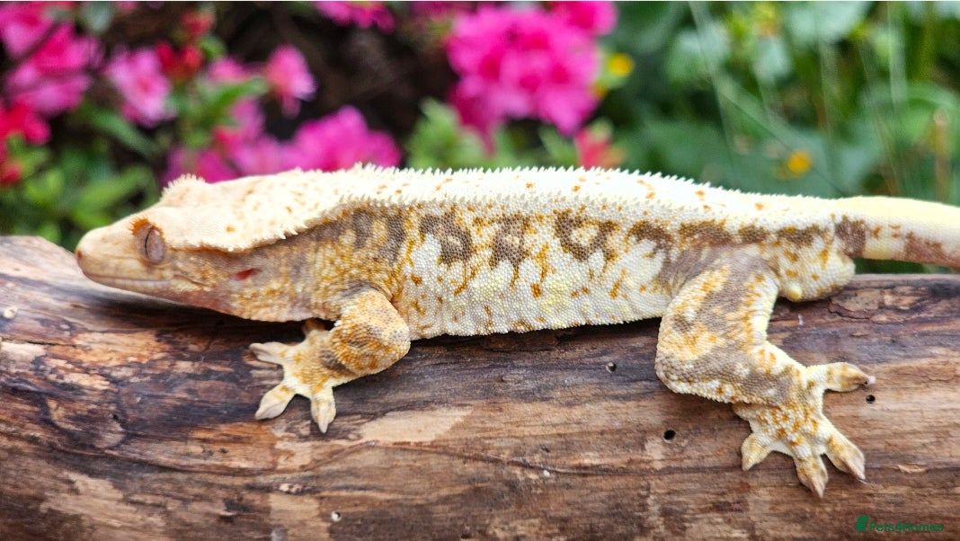 Gecko reptiles Crested geckos  - Advert 6