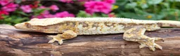 Gecko reptiles for sale: Crested geckos  - Advert 3