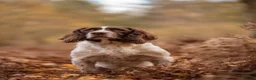 English Springer Spaniel dogs for sale: KC Registered working springer spaniels - Advert 8