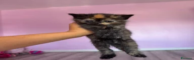 Persian 3