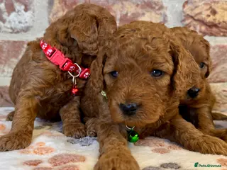 Cockapoo dogs F1b solid red cockapoos 🐾 - Advert 4
