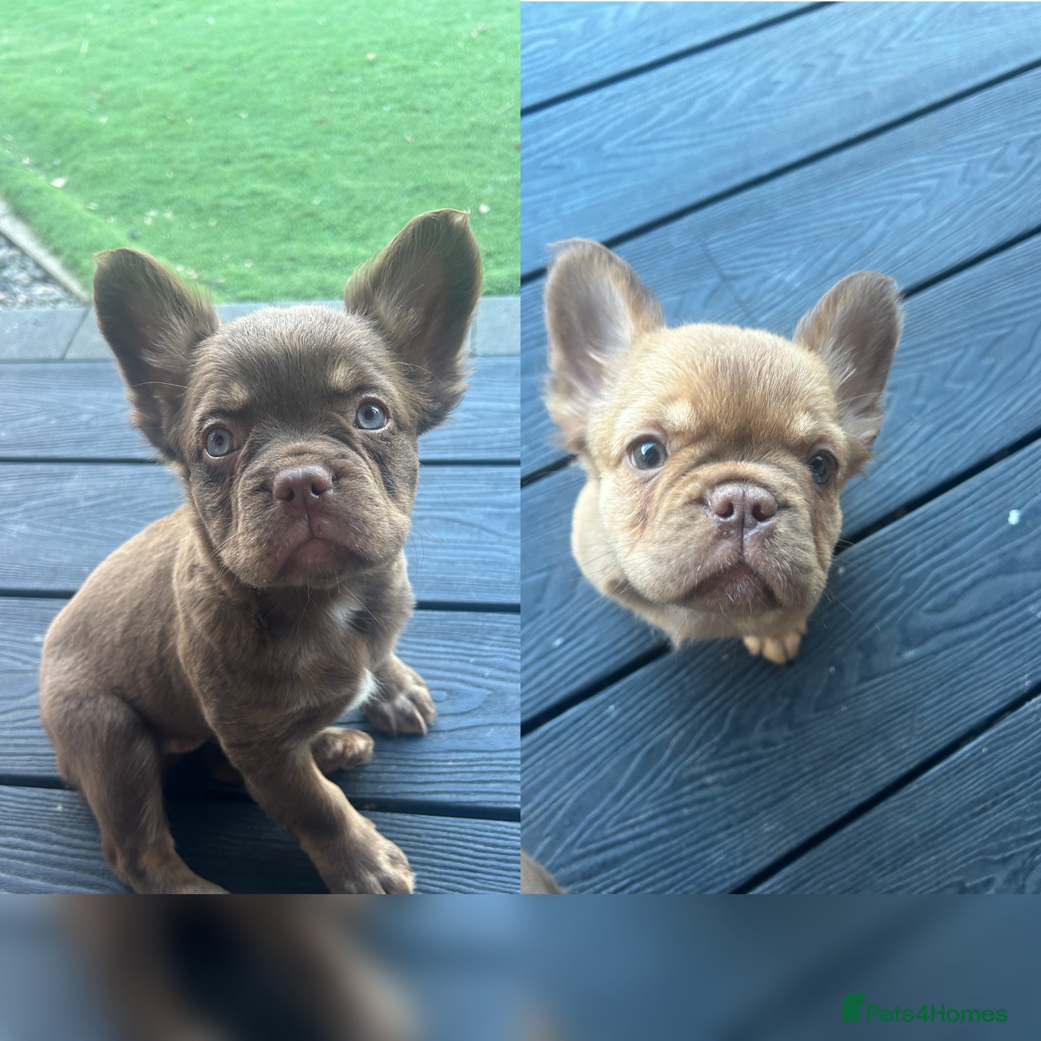 French Bulldog dogs Fluffy Frenchies 2 girls ready - Advert 1