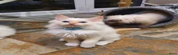 Ragdoll cats for sale: Beautiful GCCF Registered Ragdoll Kittens. - Advert 23