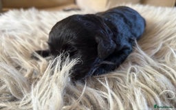 Goldendoodle dogs for sale: 12 Stunning Goldendoodles - Image 27