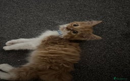 Mixed Breed cats for sale: Ginger Kitten  - Image 4