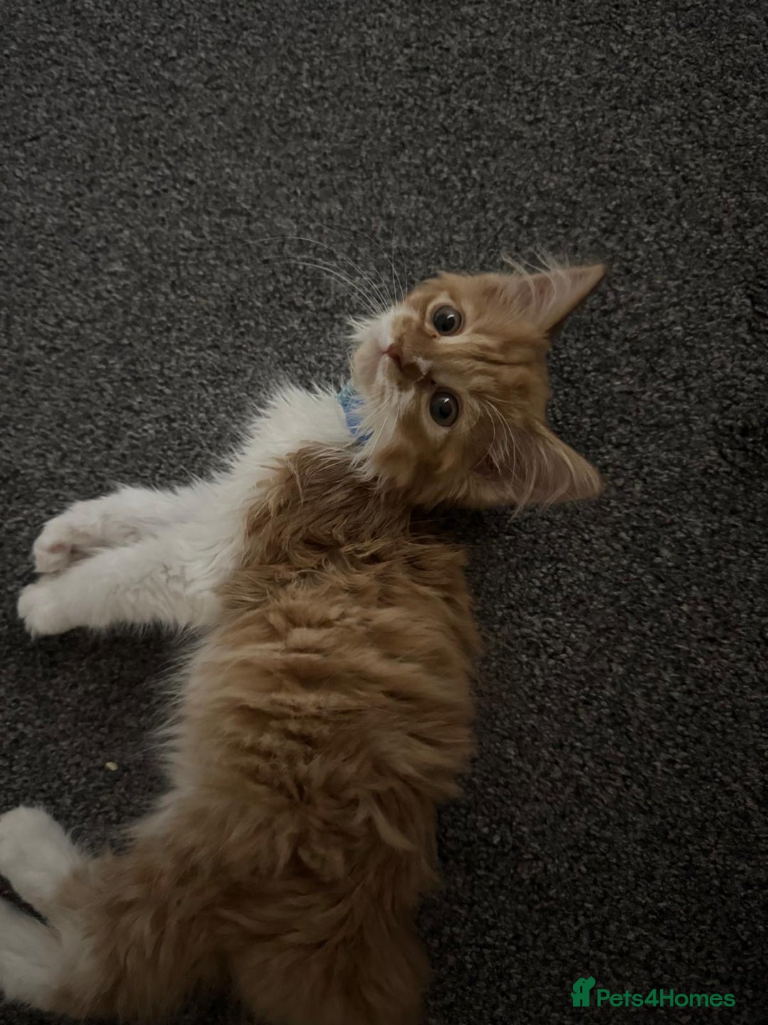 Mixed Breed cats for sale: Ginger Kitten  - Image 4