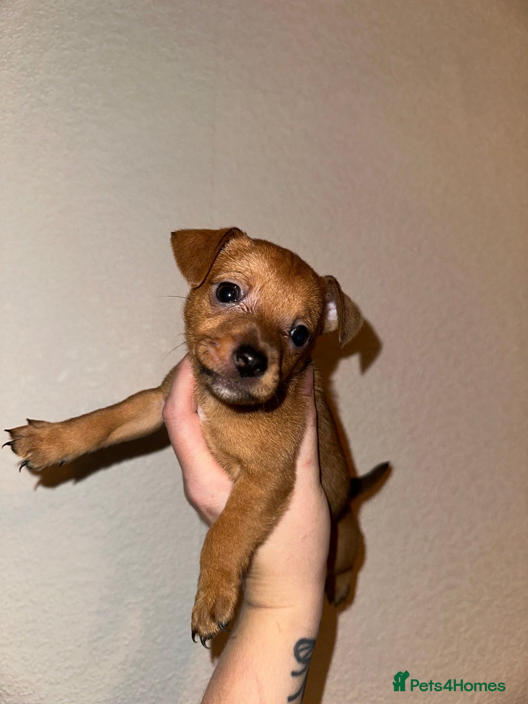 Jack Russell dogs for sale: Jack Russel puppies ready now! Dob is wrong - Image 8