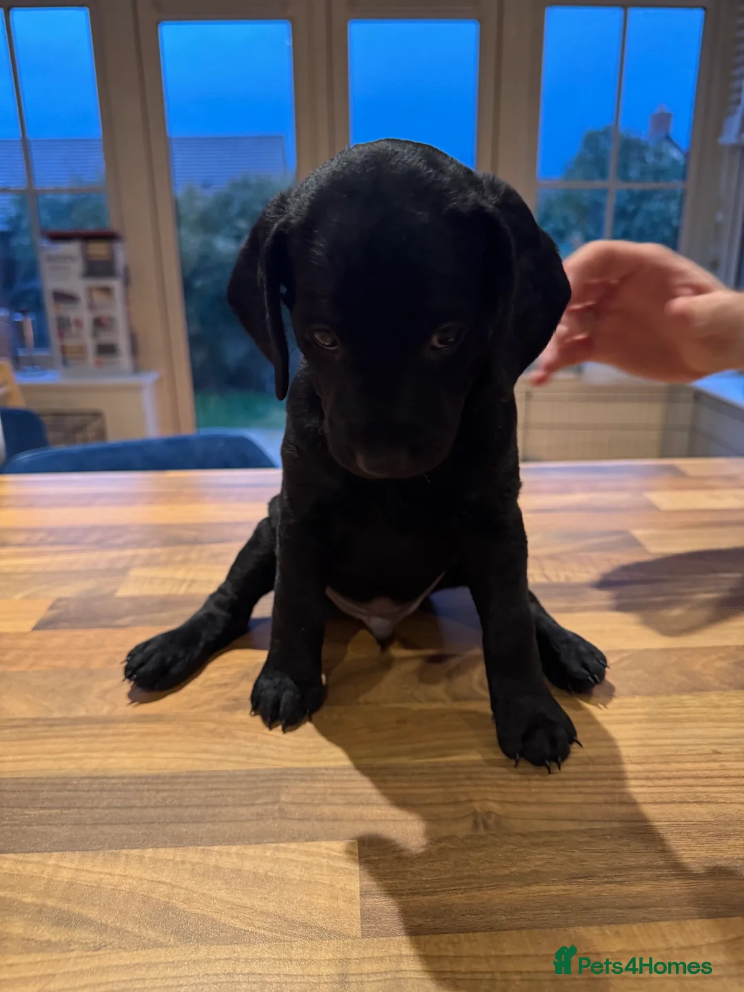 Mixed Breed dogs for sale: CockerDoodleDoo in Market Harborough - Advert 6