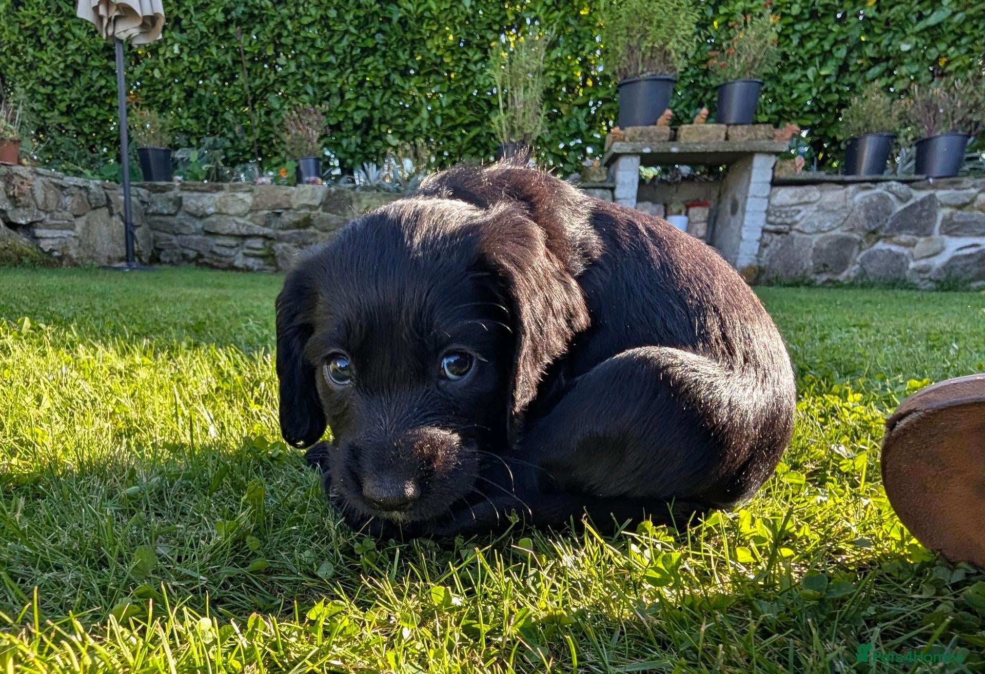 Cocker Spaniel dogs Cocker Spaniels Pups *TWO GIRLS left* - Advert 1