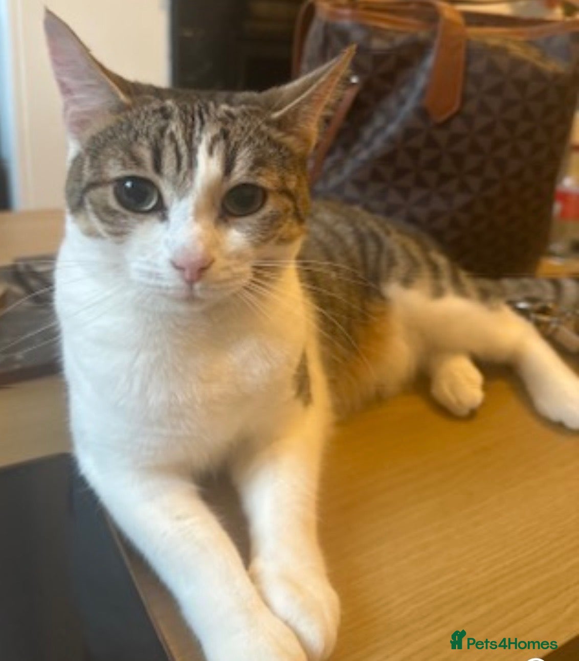 Mixed Breed cats Nova  - Advert 1
