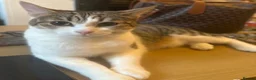 Mixed Breed cats for sale: Nova  in Gloucester - Advert 1