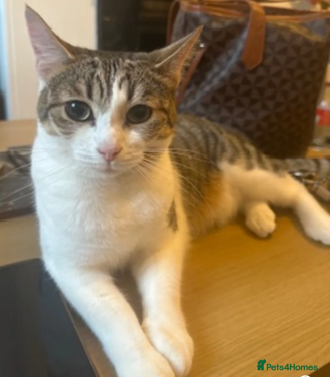 Mixed Breed cats for sale: Nova  in Gloucester - Advert 1