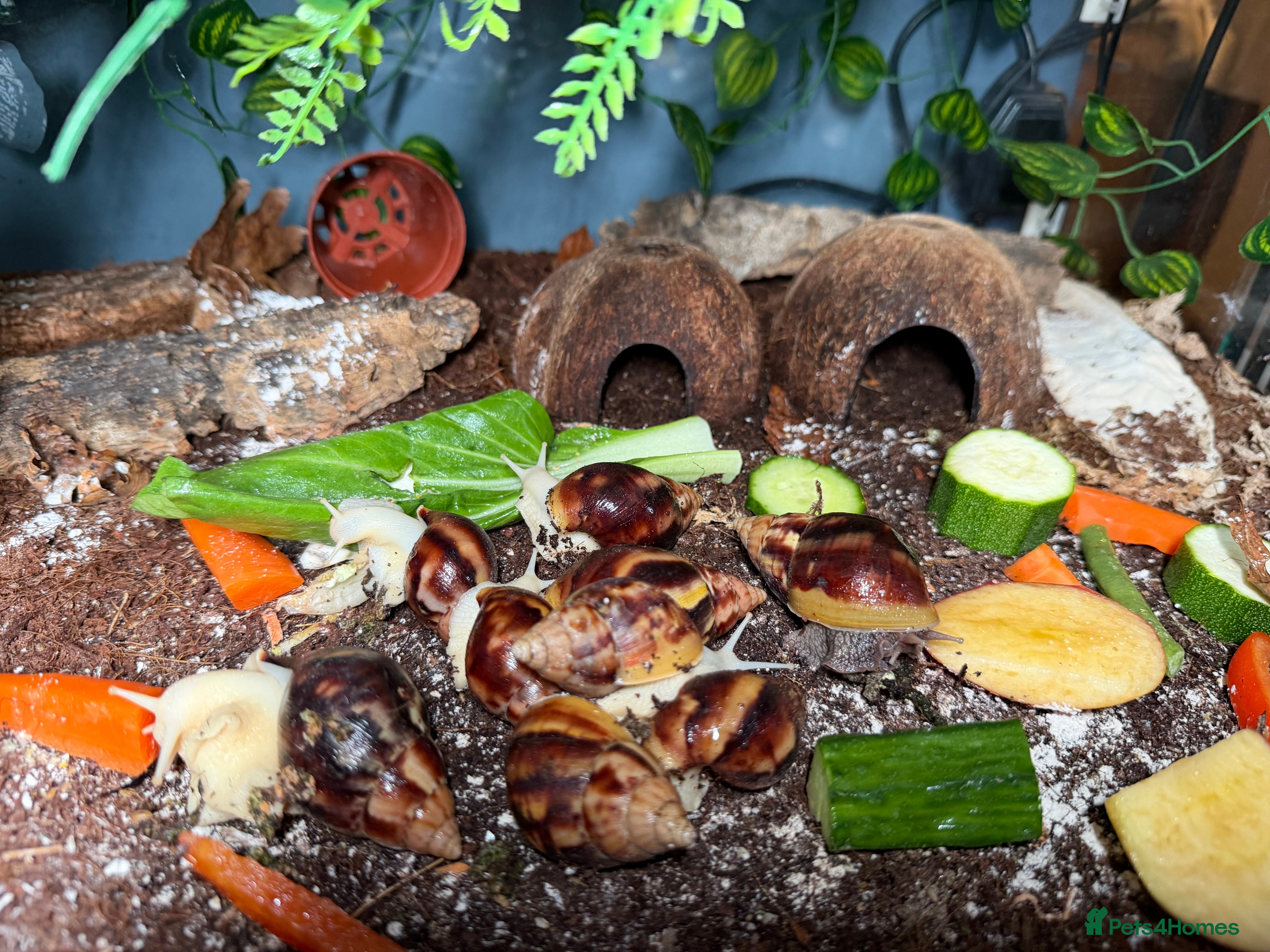 Snails invertebrates Giant African land snails for sale  - Advert 5