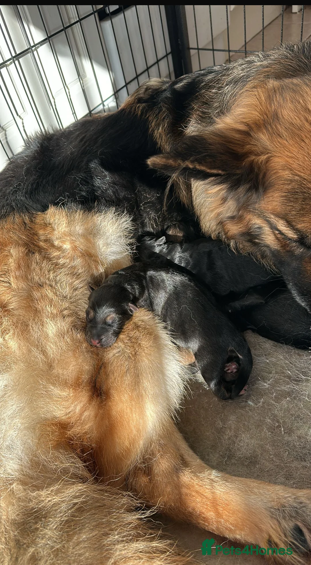 German Shepherd dogs for stud: PROVEN German shepherd for stud  in Bexhill-on-Sea - Advert 19