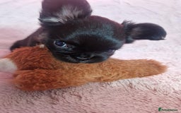 French Bulldog dogs for sale: Lua - Frenchie Fluffy - Image 2