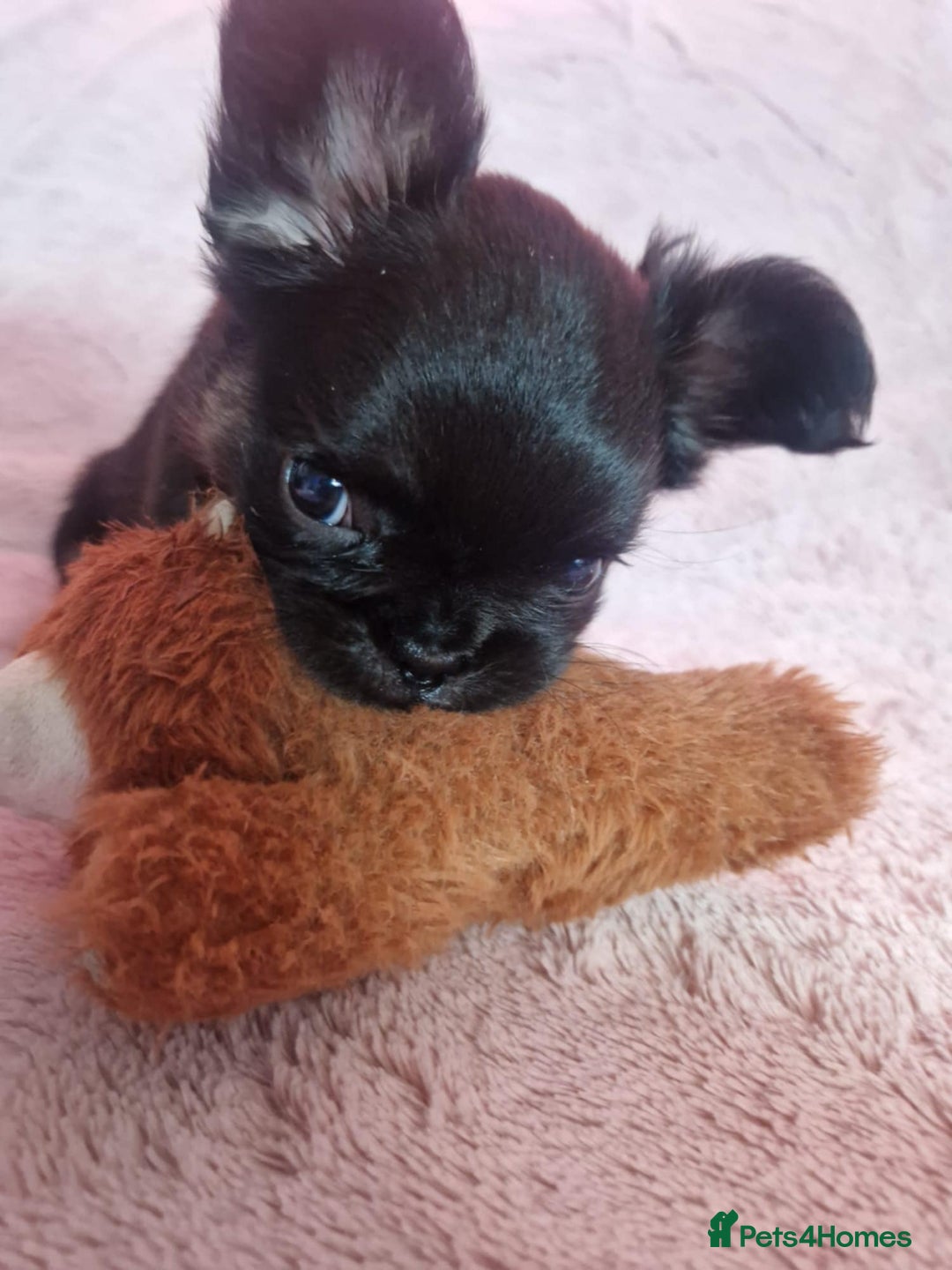 French Bulldog dogs for sale: Lua - Frenchie Fluffy - Image 2