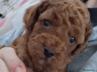 Cockapoo dogs ** ADORABLE COCKAPOO PUPPIES ** - Advert 11