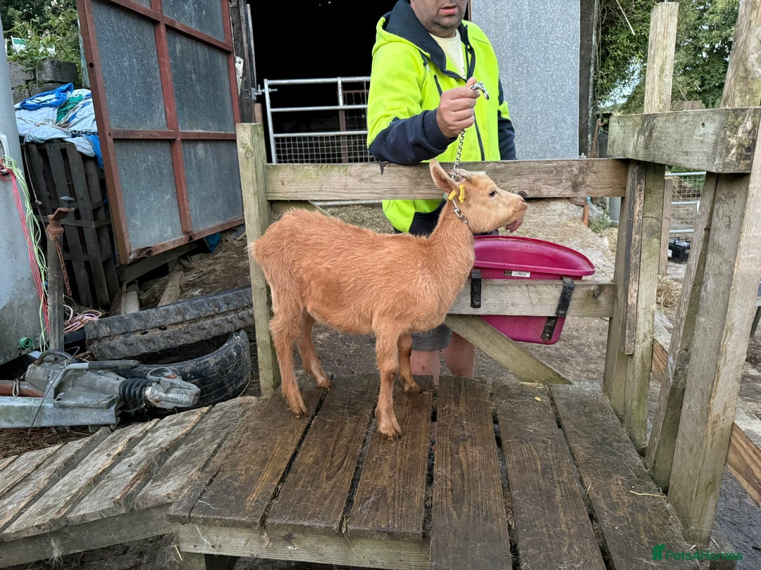 Goats livestock for sale: Royal Golden Guernsey adults, kids + yearlings - Image 4