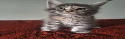 Maine Coon cats for sale: Tica registered Maine coon kittens - Advert 33