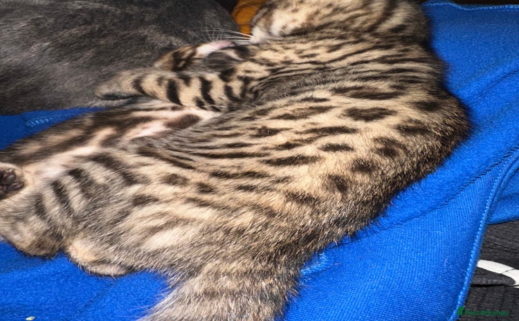 Bengal cats Snow Lynx, Marble & Brown Rosette Bengals - Advert 1