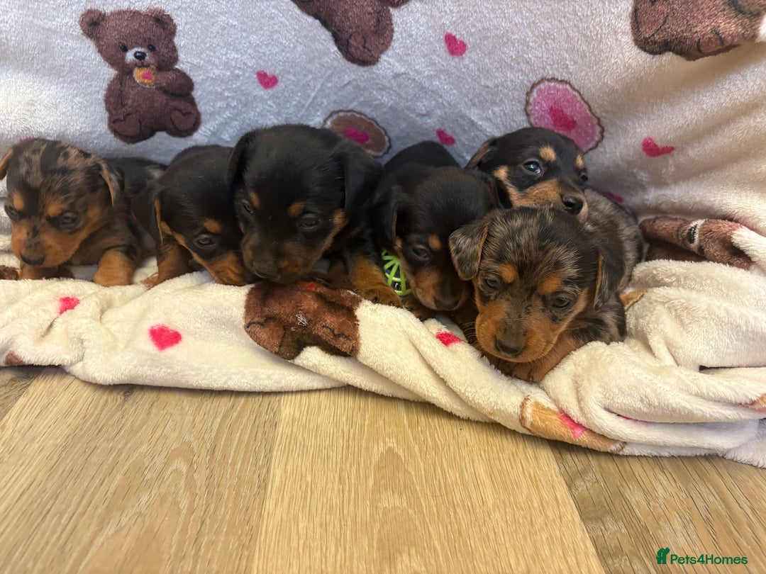 Mixed Breed dogs for sale: Jack Russel/miniature Datchound - Image 24