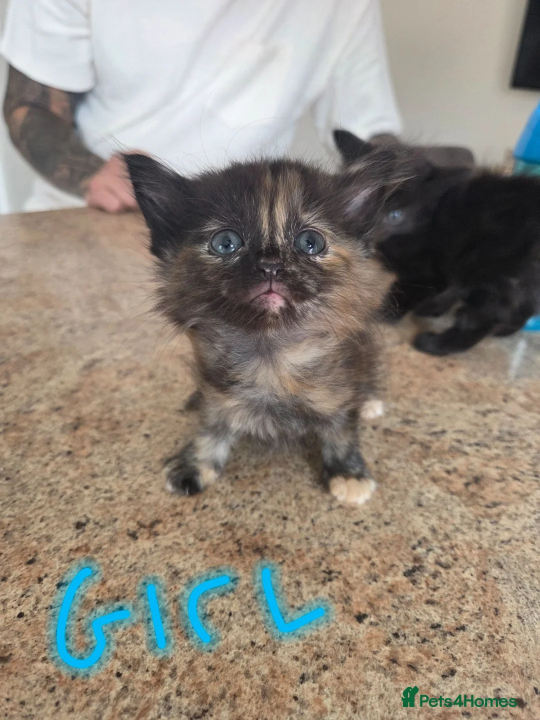 Mixed Breed cats for sale: Mother cat and kittens  - Advert 2