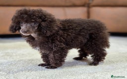 Toy Poodle dogs for sale: Gorgeous Tiny Toy Poodle Pups  - Image 4