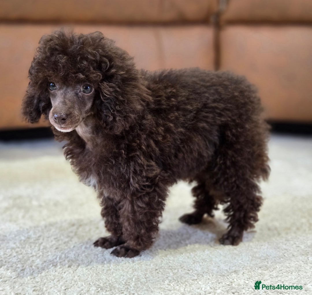 Toy Poodle dogs for sale: Gorgeous Tiny Toy Poodle Pups  - Image 4