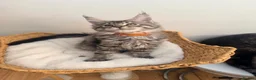 Maine Coon cats for sale: Outstanding show quality Maine coon kittens.  - Advert 5