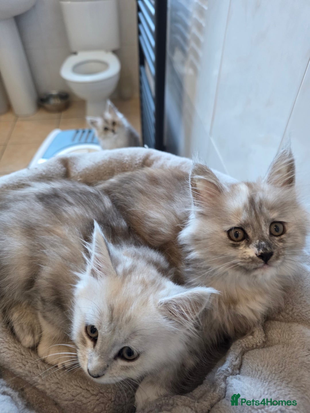 Maine Coon cats for sale: Pedigree TICA Maine Coon Kittens  - Image 8