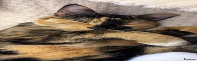 Domestic Shorthair 1