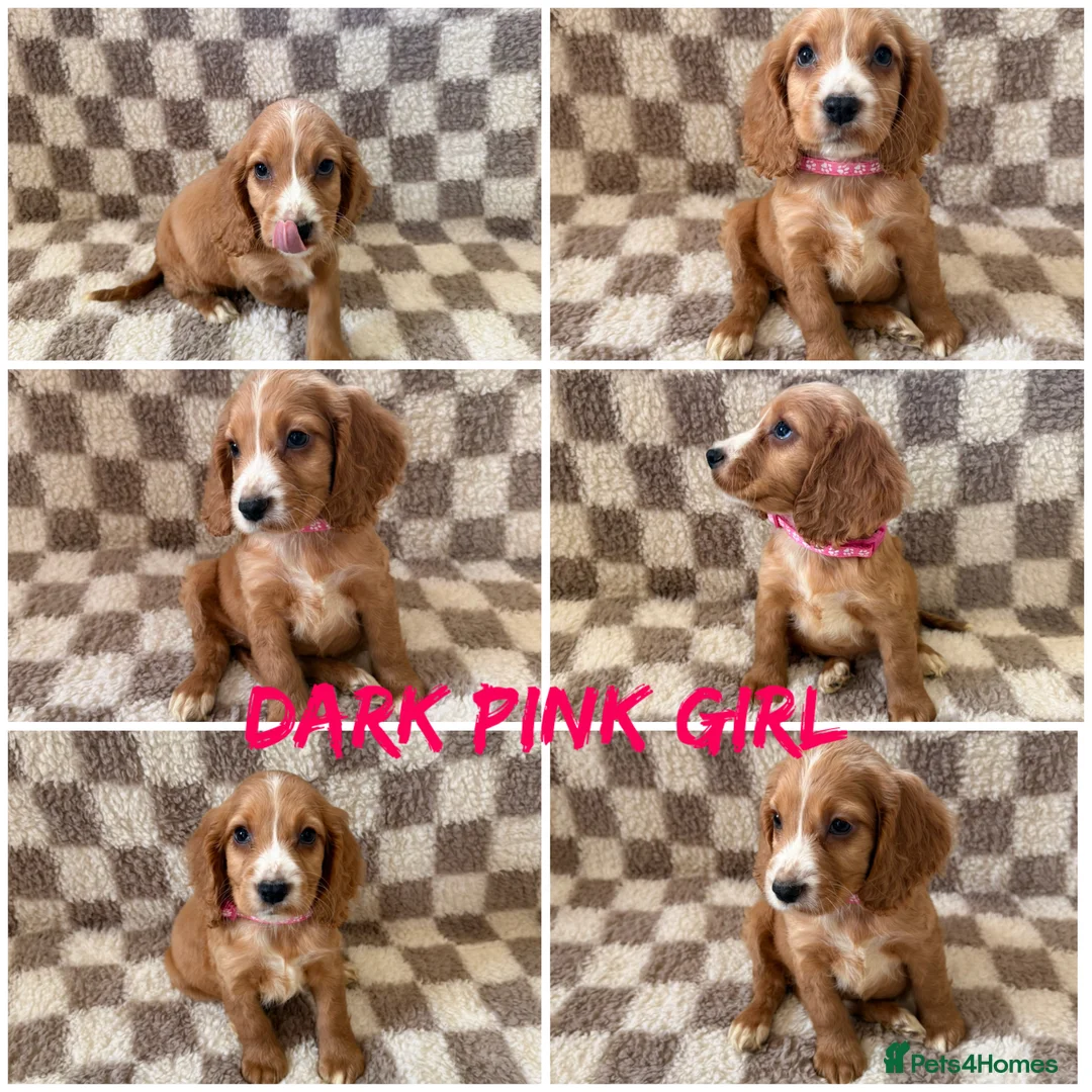 Cocker Spaniel dogs for sale: ⭐️BEAUTIFUL COCKER SPANIEL READY NOW ⭐️ - Advert 3