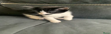 Mixed Breed Kitten 3