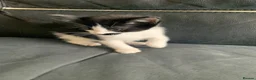 Mixed Breed cats for sale: maincoon x READY TO LEAVE - Advert 10