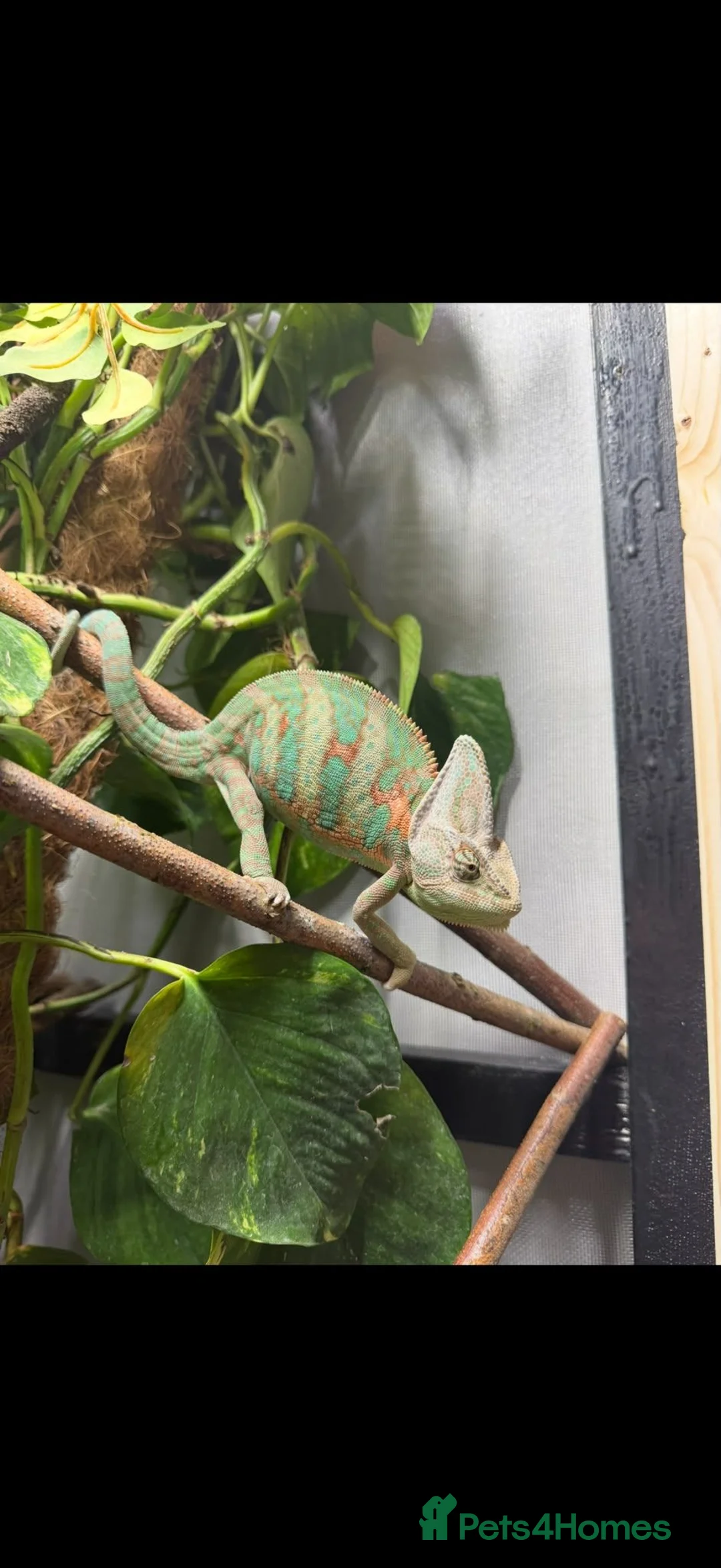 Chameleon reptiles for sale: Veiled chameleon  - Advert 2