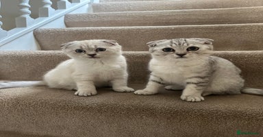 Mixed Breed cats - Advert 12