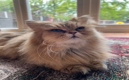 Persian cats for sale: 🌟 Golden Persian Teddy Boy - Image 5