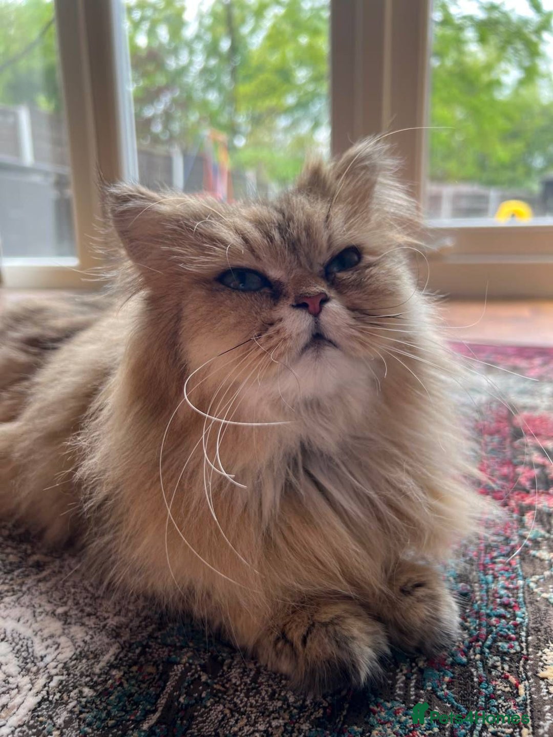 Persian cats for sale: 🌟 Golden Persian Teddy Boy - Image 5