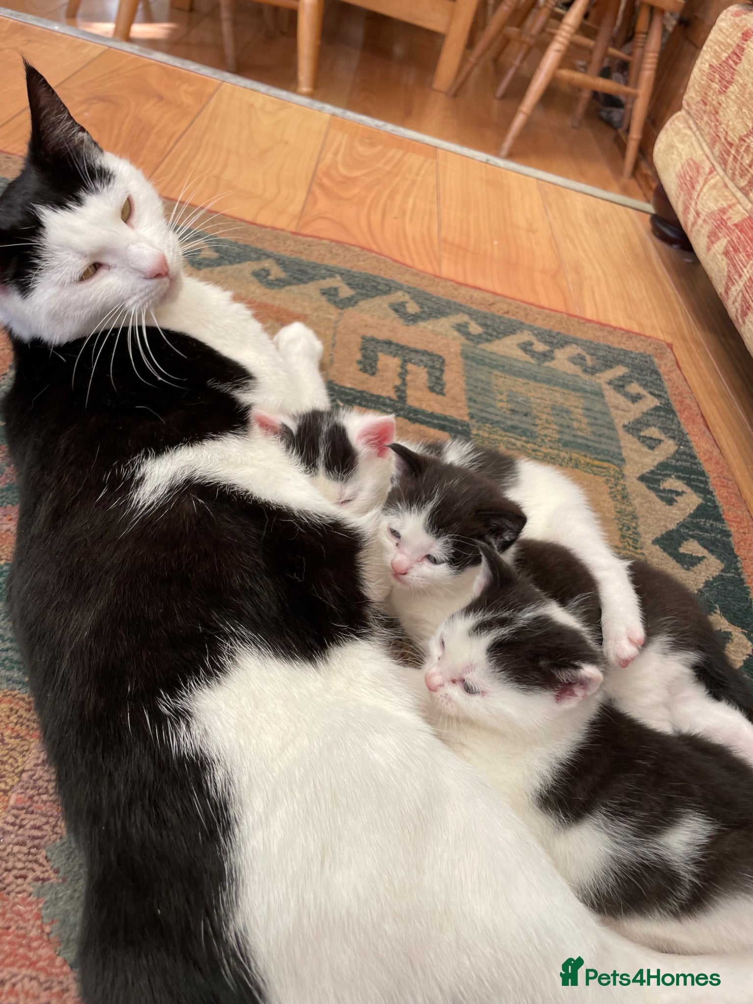 Mixed Breed cats black and white kittens for sale  - Advert 3