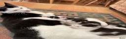 Mixed Breed cats for sale: black and white kittens for sale  - Advert 1