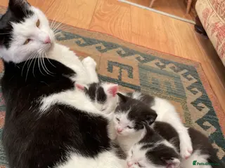 Mixed Breed cats black and white kittens for sale - Advert 3