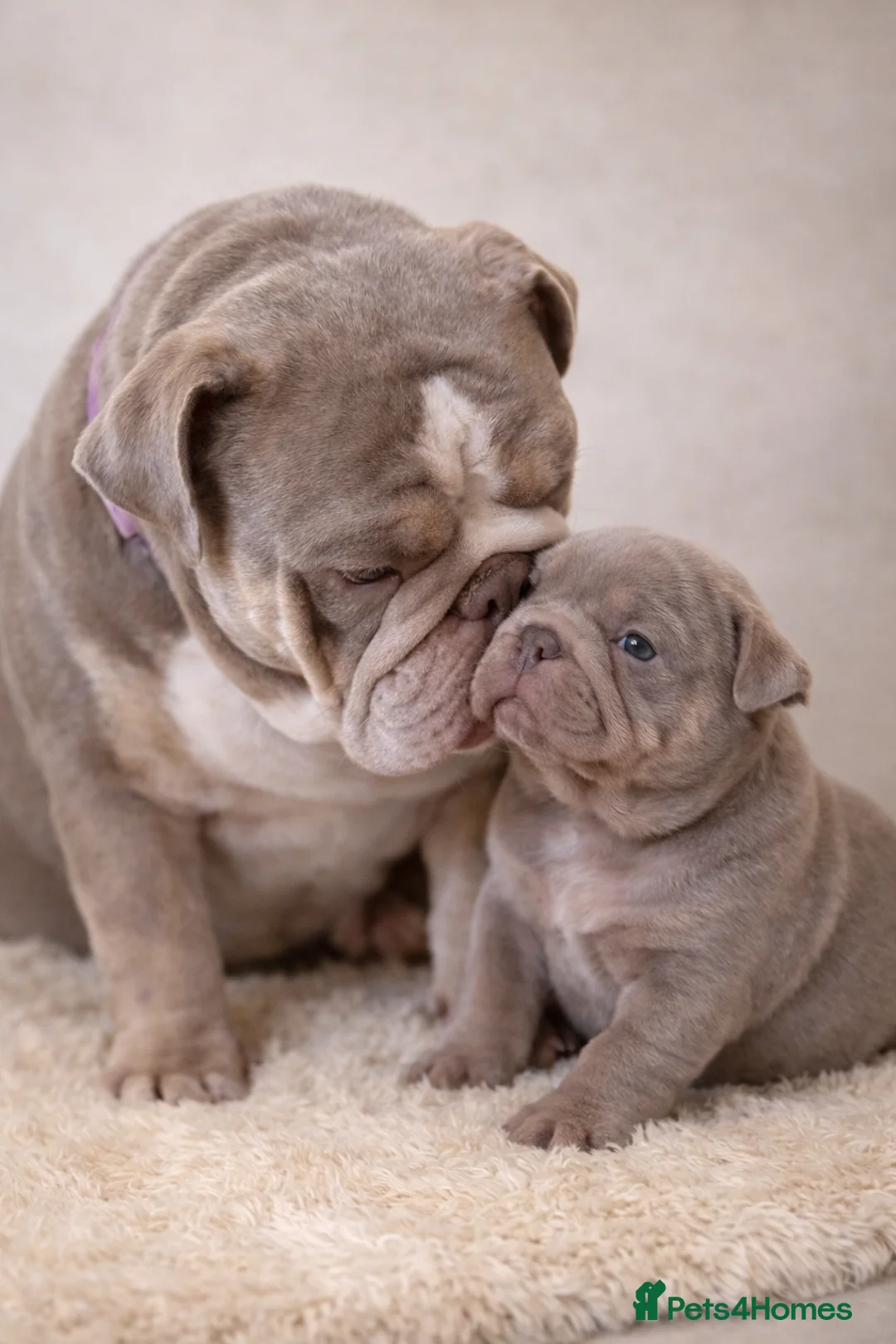 English Bulldog dogs for sale: Beautiful Female lilac and tan Bulldog  in Southampton - Advert 3