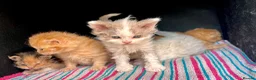 Selkirk Rex cats for sale: Beautiful Selkirk rex kitten  - Advert 5