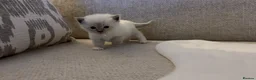 Ragdoll cats for sale: Ragdoll Babies ❤️ - Advert 4