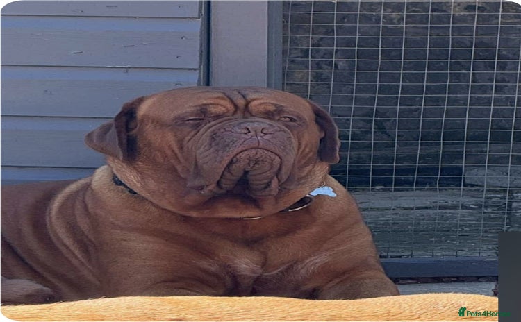Dogue De Bordeaux dogs - Advert 3