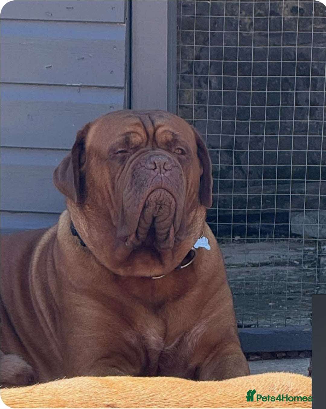Dogue De Bordeaux dogs for stud: Dougie for stud - Image 1