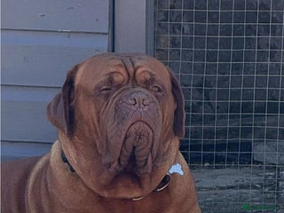 Dogue De Bordeaux dogs - Advert 3