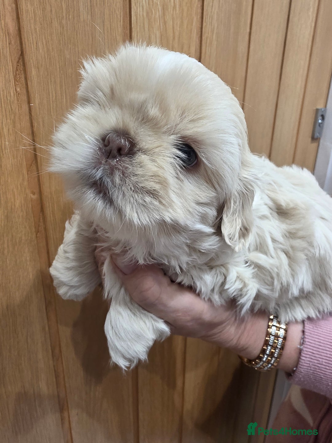 Shih Tzu dogs for sale: 3 stunning imperial karashishi shihtzu  - Advert 15