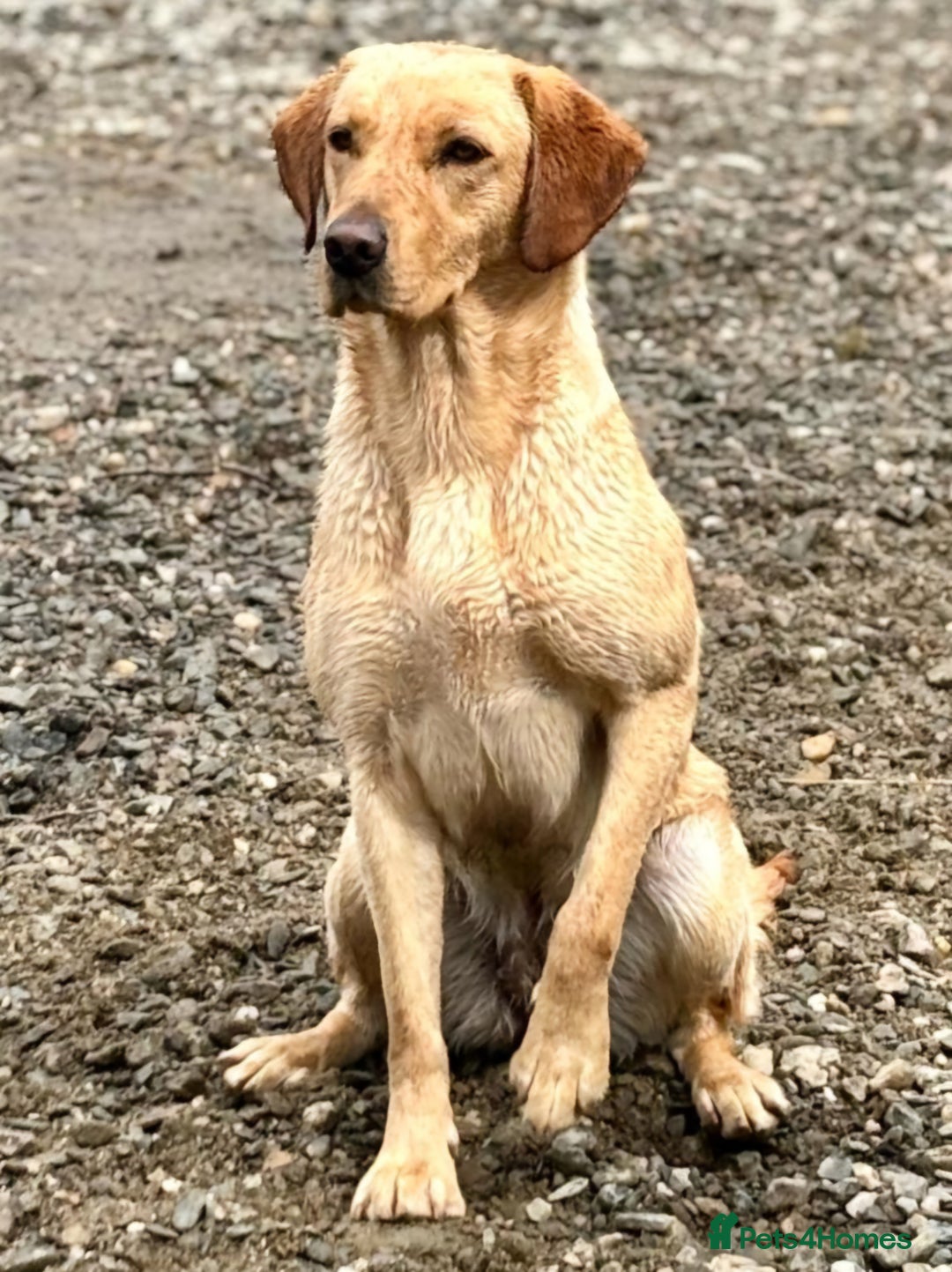 Labrador Retriever dogs for stud: Standing at Stud.  - Advert 7