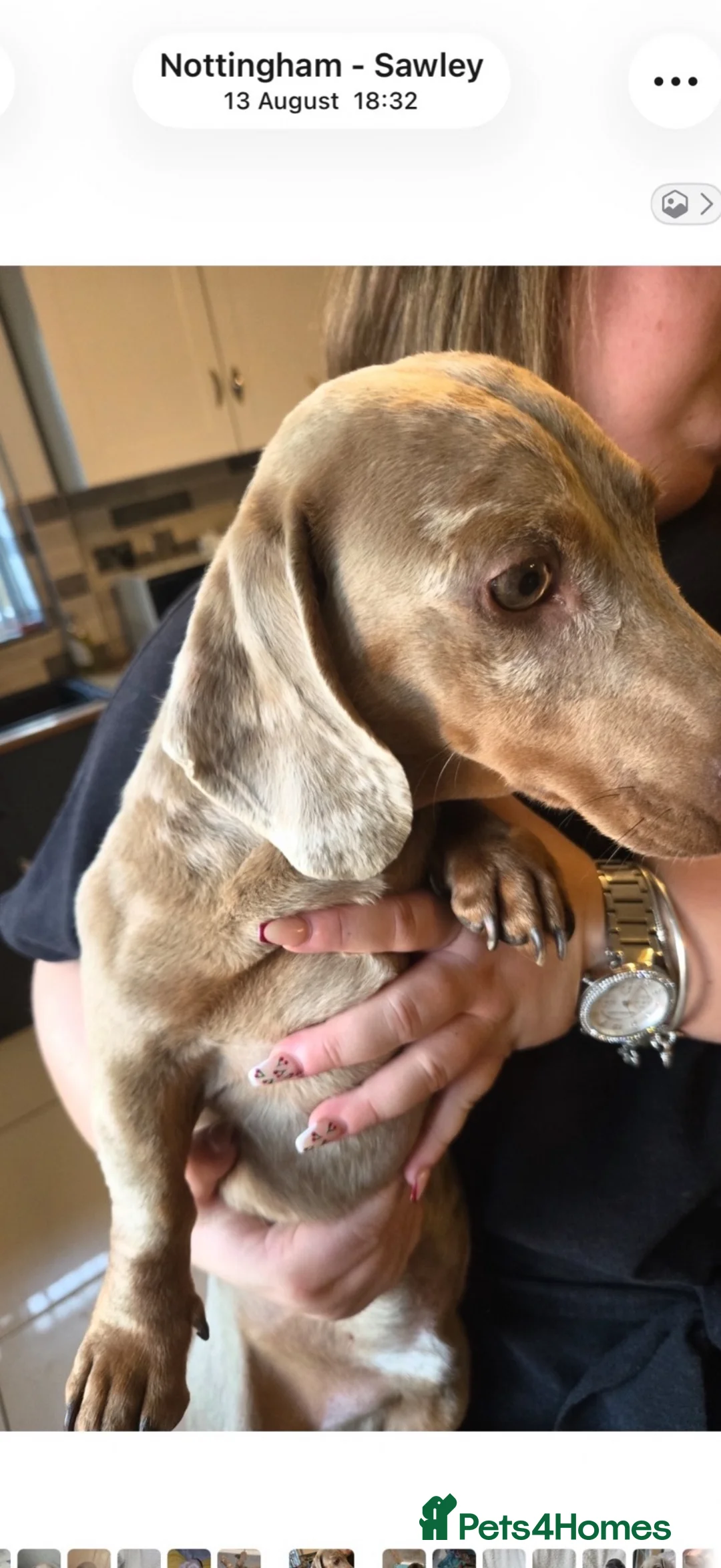 Miniature Dachshund dogs for sale: Isabella and tan dapple male  - Advert 2